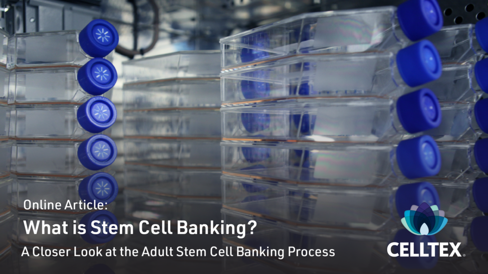 Cell Baking Process Where Are Mesenchymal Stem Cells (MSCs) Found in the Body? - Celltex ...